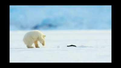 Water doggo does a bamboozle