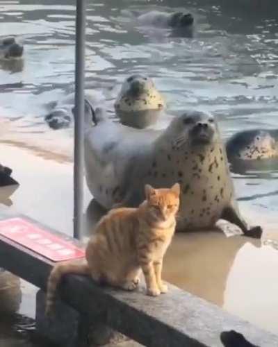 Hey, kitty, look at me!