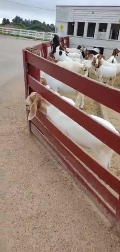 The goat is displeased