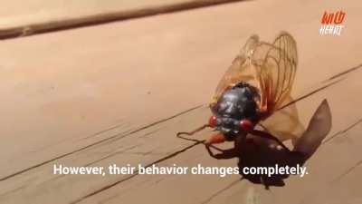 zombiez are real and they are mushrooms