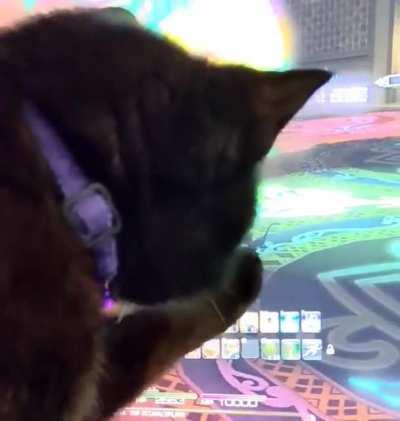 My Black Coeurl found herself in game