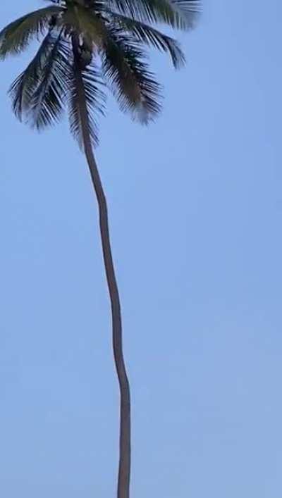 Harvesting Coconuts from a very tall tree
