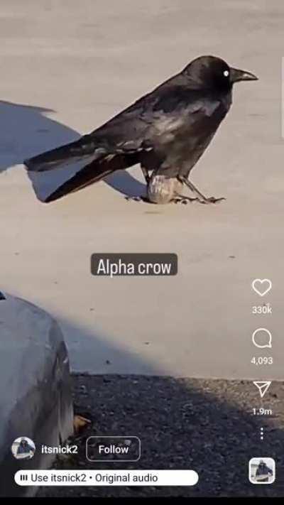 krow w big testikles, kant find anything abt this online ?