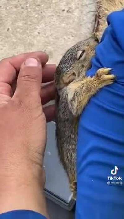Baby Squirrel Part 2 - What Happened After This Guy Gave The Baby Squirrel Water