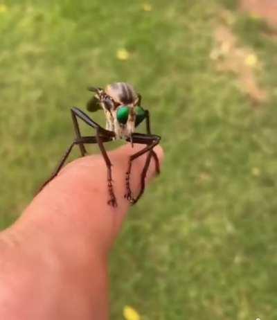 They really exist in US