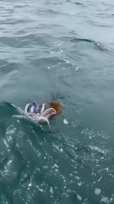 g3uhriiurbeyuirjwuhyvtvfcdygvuerbugijnrinewuhbfgytrubikeuwbyv