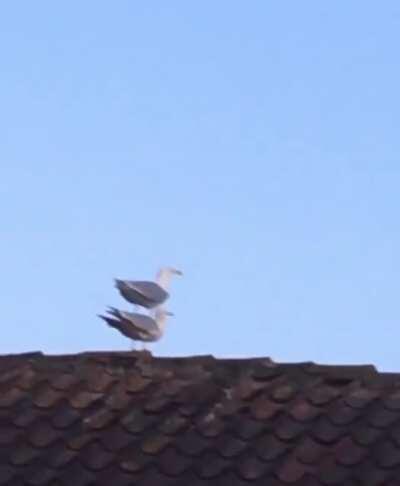 Eles estão se espalhando