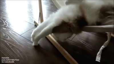 Cat learns to use a hammock