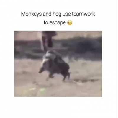 my monkey need hog
