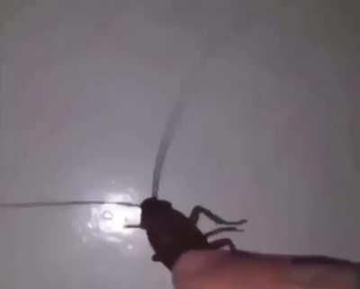 Wanna pet my dog ? :)