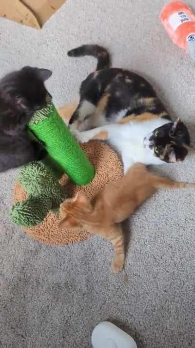 Intro to catting: Mama teaches many lessons