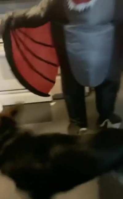 Not much of a guard dog