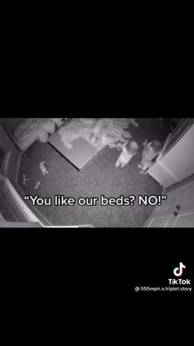 What are they yelling at?