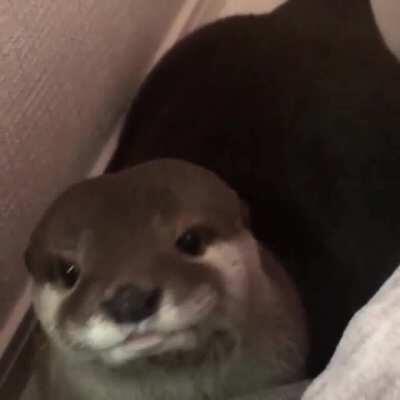 Otter is cute