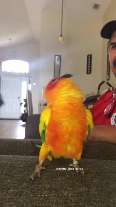 The dance of the swans