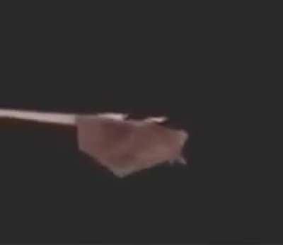 Upside down horizontally spinning rat 🙃🙃🙃