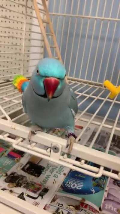 Went to my local parrot shop for some supplies and just had to stop and chat with this sweet boy.