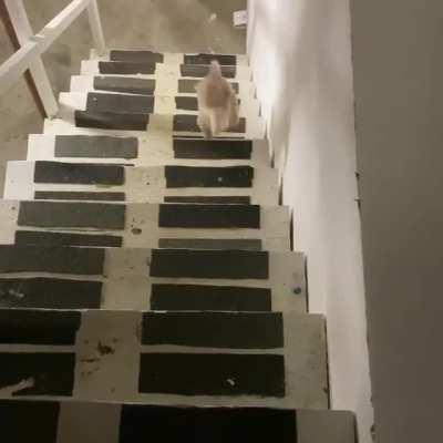 Just saw a post that reminded me of how my dog goes down the stairs.