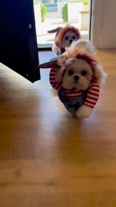 Halloween 🎃 costumes for cute puppies 