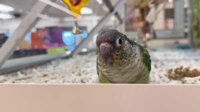 TIFU and fell in love with a conure at petsmart