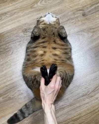 If you're chonky and you know it clap your hands