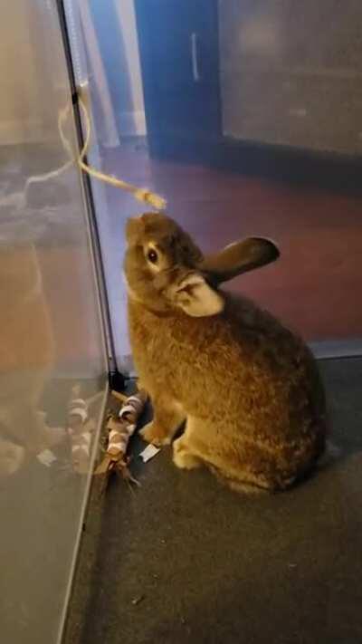 Naturally, she prefers a piece of twine to my beautifully hand-crafted snack holder stuffed with her favorite pellets... Naturally. 😒