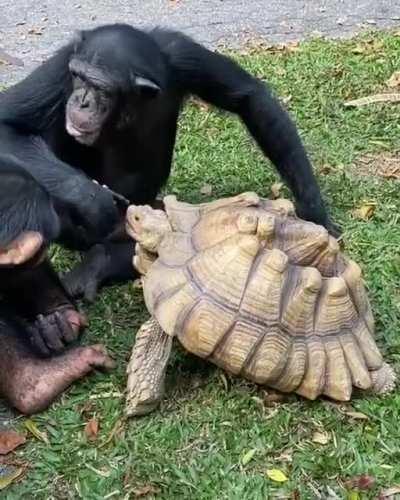 Chimp bro sharing their apple with tortoise