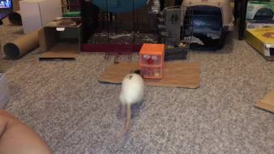 My amazing ratty Cookie doing her fetch from a drawer trick!