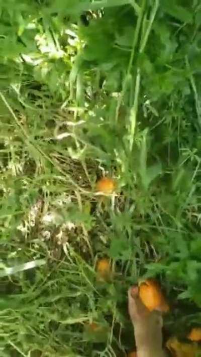 Hope you didn’t need those oranges 😈