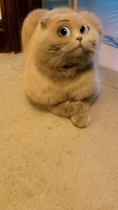 Good morning from this nice cat 🐈