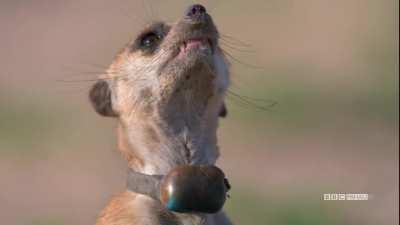 Sir David AI-ttenborough presents: 