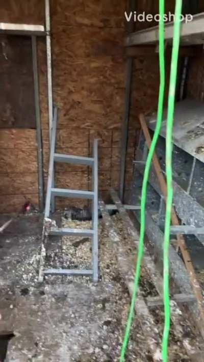 Couldn’t find my chickens until...