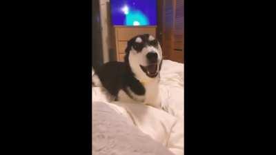 Dramatic Husky's Behaviour | Husky Puppy Compilation | Siberian Huskies