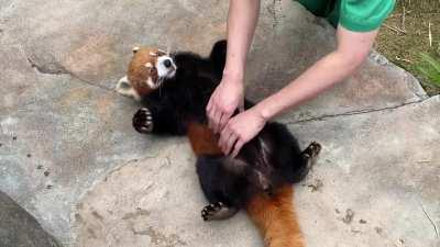Red panda bellyrub; recorded this at Ocean Park, Hong Kong. Wanted to share! Honestly I don’t think I’ve been this happy, ever.