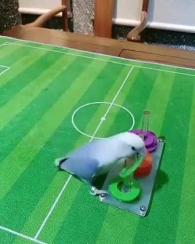 Попка не дурак