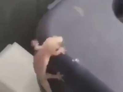 lizard holds on to cock