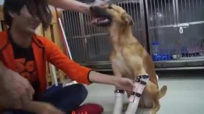 Счастье этого пса после того, как ему надели протезы