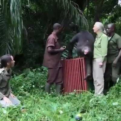 🔥 Rehabilitated Chimpanzee named Wounda showed gratefulness to Jane and team upon release back to the wild.