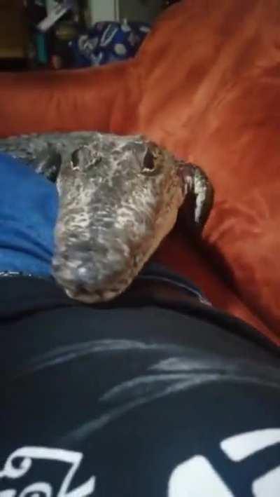 I’m confused How anyone can let it get this close