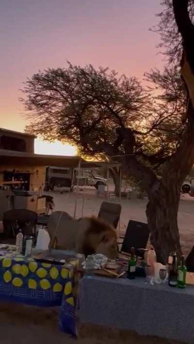 Friendly Lion just taking a look at camp