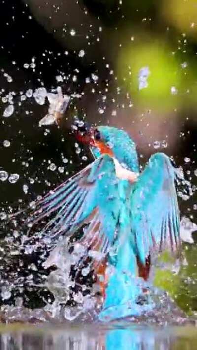 🔥 Kingfisher doing what he's best at