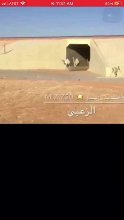 Here is a Funie camel video I found