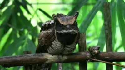 The Great Eared Nightjar, it is found in southwest India and in parts of Southeast Asia.