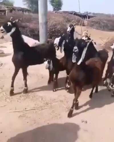 Don't know if this has been posted here before but yeah it's cute and funny so..