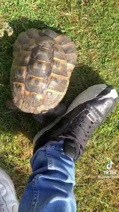 Agro tortoise attacks anything that's black