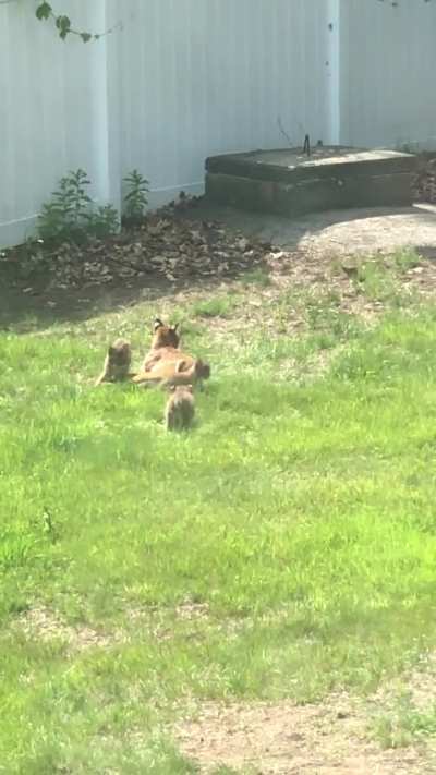 Bobcat cubs playing in my friends yard.