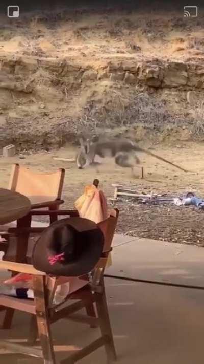 Vicious Australian bar fight