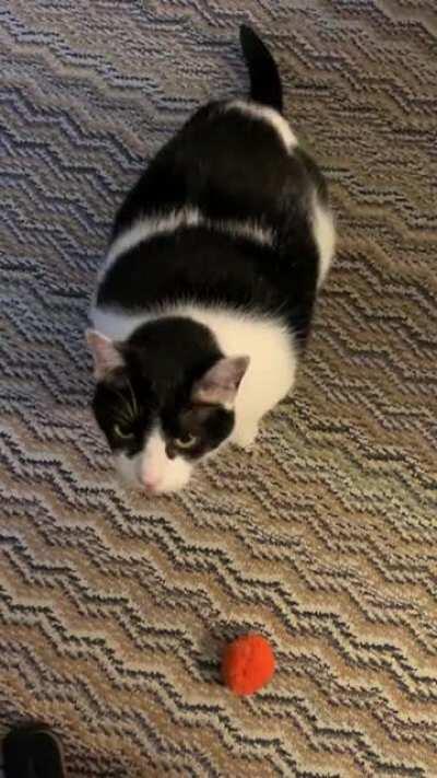 Fatty brought me her latest ‘kill’.....