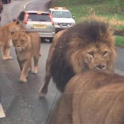 Absolutely Jacked Lion Pride