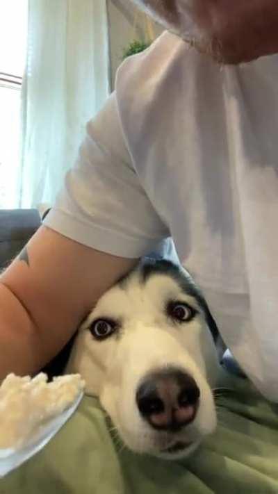 Never eat food with a Husky!!